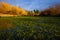 Dramatic winter landscape, flooded lawn under stormy skies and lined by bright yellow willows