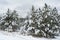 Dramatic winter landscape with spruce forest cowered with snow in cold frozen mountains. Gloomy overcast winter day in coniferous