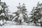 Dramatic winter landscape with spruce forest cowered with snow in cold frozen mountains. Gloomy overcast winter day in coniferous