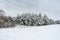 Dramatic winter landscape with spruce forest cowered with snow in cold frozen mountains. Gloomy overcast winter day in coniferous