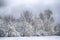 Dramatic winter snow landscape forest snow on branches vignetting hdr photo