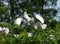 Dramatic wood storks and their family