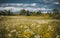 Dramatically cloudy sky over a fantastic rural landscape with a white flower field around