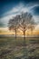 Dramatically colored rural landscape with two leafless trees silhouetted against the bright sun