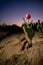 Dramatically light up blistering tulip in a dried-out bulb field against the fall of an evening