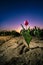 Dramatically light up blistering tulip in a dried-out bulb field against the fall of an evening