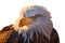 Dramatically Lit American Bald Eagle Head Isolated on a White Background - Generative AI