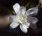 Dramatically Lit Star Magnolia (Magnolia stellata - Royal Star)
