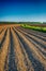 Dramatized blue sky over a field with bent potato ridges