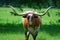 A dramstic Texas Longhorn bull stands proudly