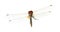 Drangonfly - Sympetrum fonscol