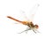 Drangonfly - Sympetrum fonscol