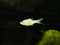 Drape Fin Barb (Oreichthys crenuchoides)fish in a aquarium.Selective focus