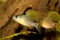 Drape finned barb Aquarium Fish Oreichthys crenuchoides neon highfin barb
