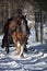 Draught Horse Pulling a Sleigh in the Snow