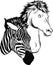 draw in black and white of Zebra and horse heads vector illustration