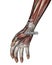 Drawing Acupuncture Point LU10 Yuji, 3D Illustration, Muscular System, Woman