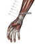 Drawing Acupuncture Point LU7 Lieque, 3D Illustration, Muscular System, Woman