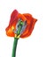 Drawing by aquamarkers of a red tulip, drawing by hands on a white background. Hobby, creativity