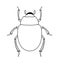 Drawing Art of Scarab Beetle Insect