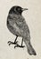 Drawing of bird trupial, black silhouette on beige rice paper background.