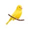 drawing bird, yellow canary