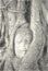 Drawing black and white of head buddha statue in bark banyan tree