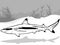 Drawing of Blacktip Reef Shark from Profile