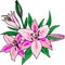 drawing of a bouquet of three pink lilies, isolated element