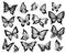 Drawing butterflies. Stencil butterfly, moth wings and flying insects isolated vector illustration set