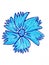 Drawing cartoon blue flower ,line