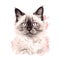 a drawing of a cat\\\'s face with a pink spot in the middle of the image and a black and white cat\\\'s he