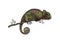 Drawing of a chameleon is brown-grey