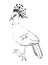 Drawing Crowned pigeon black handle of an Australian animal