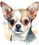 Drawing of Cute Dog Chihuahua Portrait