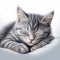 Drawing of a cute smooth-haired gray cat sleeping on a pillow