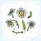 Drawing daisies on a white background set of