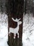 Drawing of a deer made of snow on a tree trunk