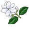 drawing flower of arabian jasmine isolated at white background