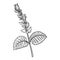 drawing flower of clary sage