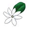 drawing flower of Tahitian gardenia isolated at white background
