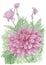 Drawing of flowering Dahlia Dahlia hybr. plant in loose style