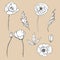 Drawing flowers. poppy flower clip-art