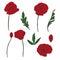 Drawing flowers. poppy flower clip-art