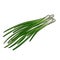 drawing green onion leaves