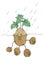 Drawing of growing potatoes in the summer in the ground in the rain