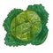 drawing head of savoy cabbage