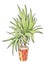 Drawing illustration on white background close up plant botany evergreen succulent yucca in brown pot decor