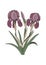 Drawing of Iris February birth month flower.
