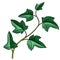 drawing ivy plant isolated at white background